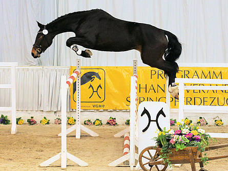 German showjumpers