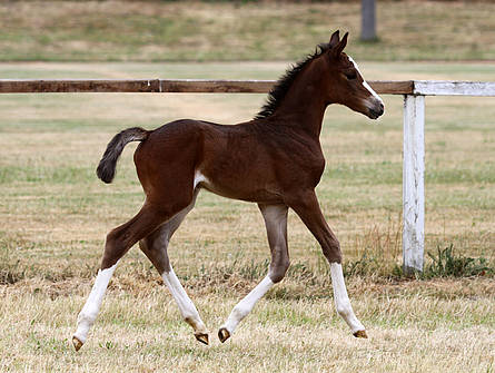 foals for sale