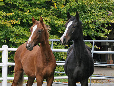 foals for sale