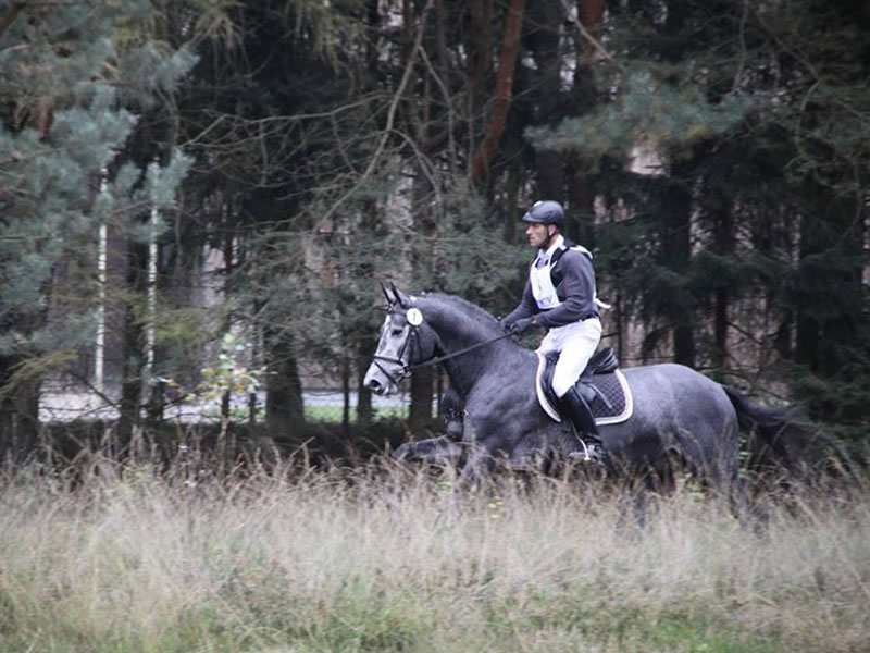 Approved stallion Gunfire PJ by Grey Top - Contender