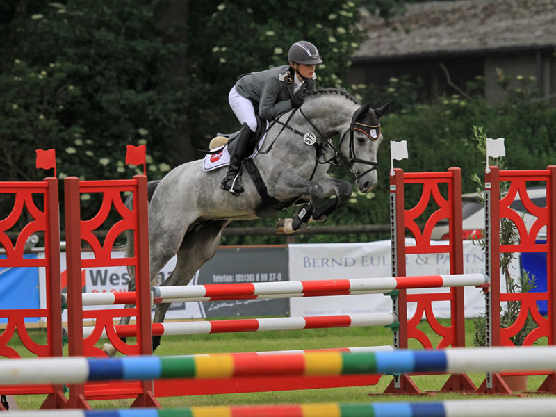 Gekörter Hengst Grey Quidam v. Grey Top - Quidam de Revel - Escudo I