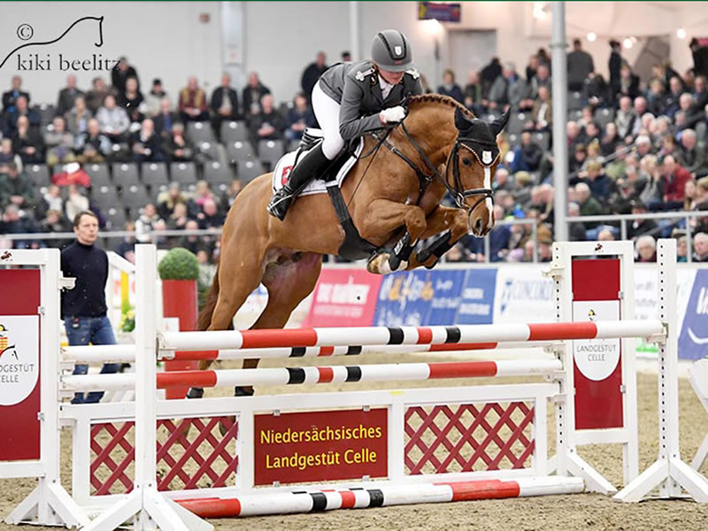 Stallion Bilbao PJ by Balou du Rouet - Perigueux - Silvio I