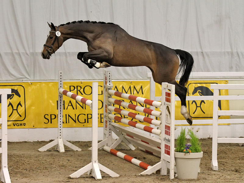 Risi-Bisi PJ by Ramiro: winner Herwart-von-der-Decken-Schau jumping 2017