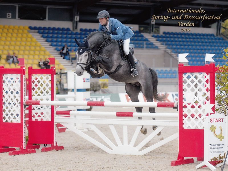 approved stallion Gunfire PJ by Grey Top - Contender