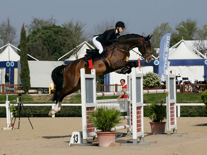 half brother brother of Conny: Castelan I by Casiro - approved stallion & international showjumper