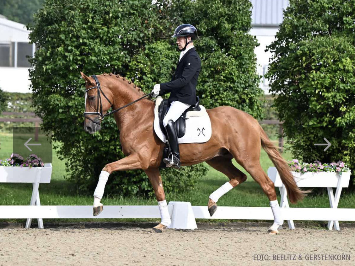 Elite Auction Horse Carridam II PJ by Carrico x Queensberrry PJ