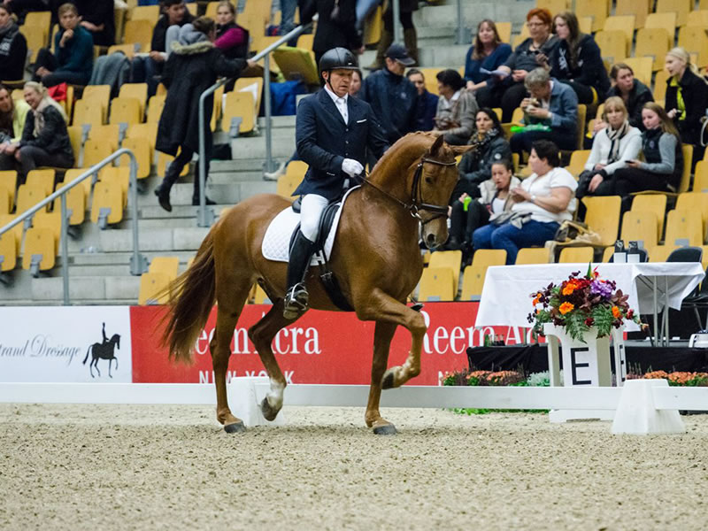 Campari by Concetto x Sammy's Sister - international dressage horse