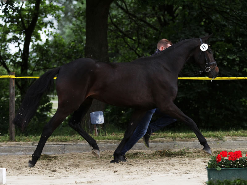 Springpferd Ebony PJ v. Embassy II - Clinton I