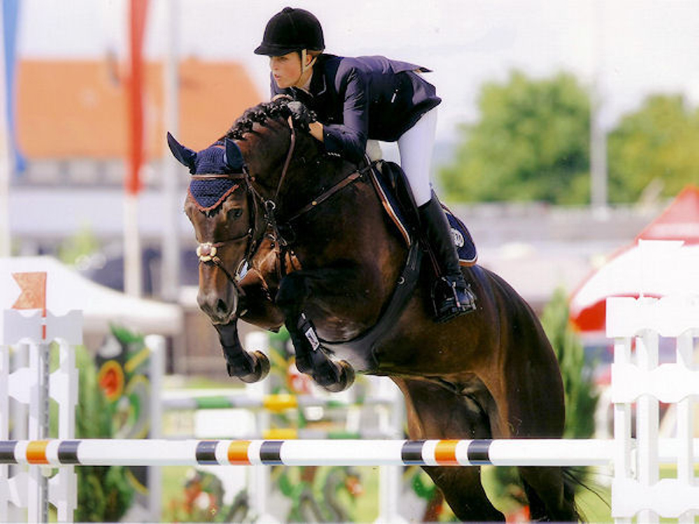 International showjumper Eddy the Eagle by Embassy I x Atina