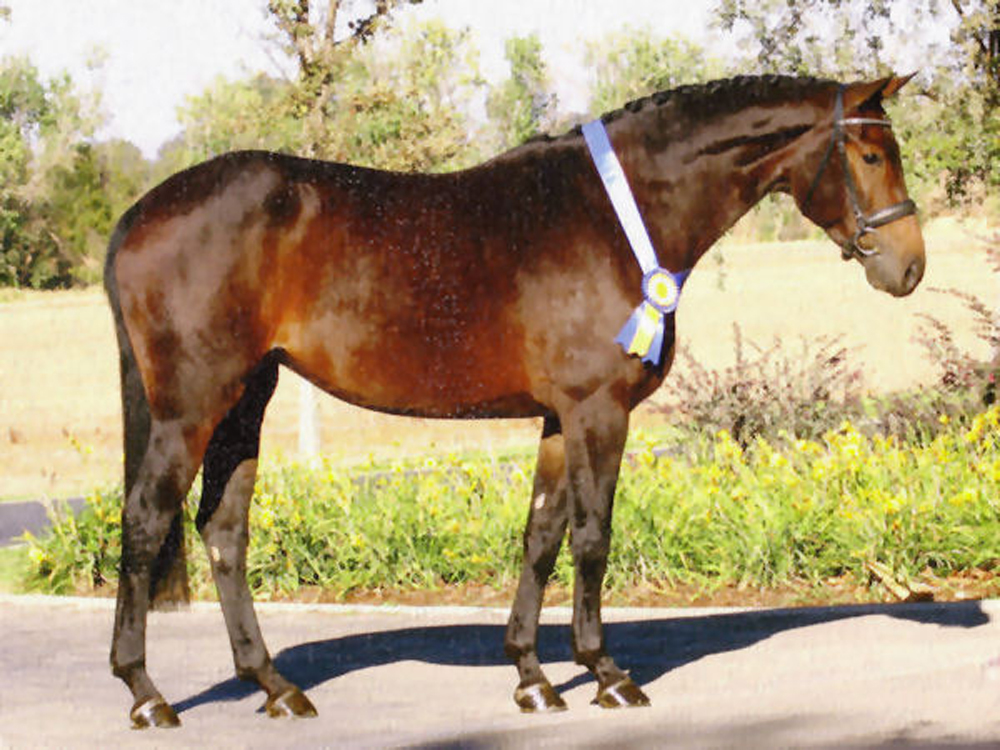 full sister of Enie PJ: Elite mare Eleganza