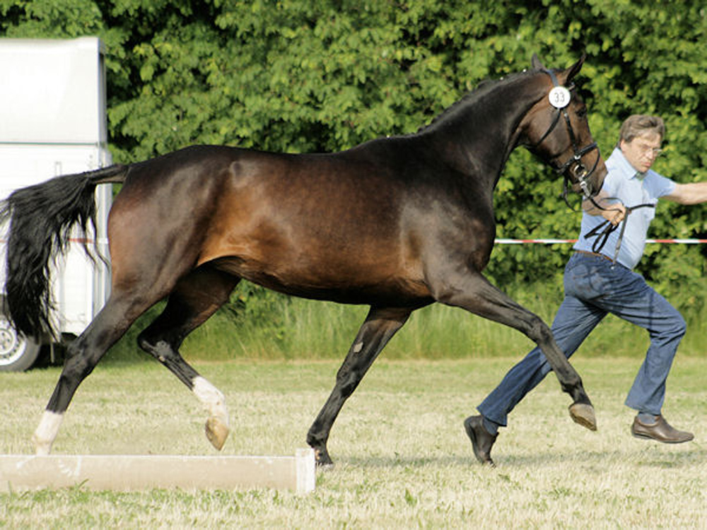 broodmare Emmy Jo PJ