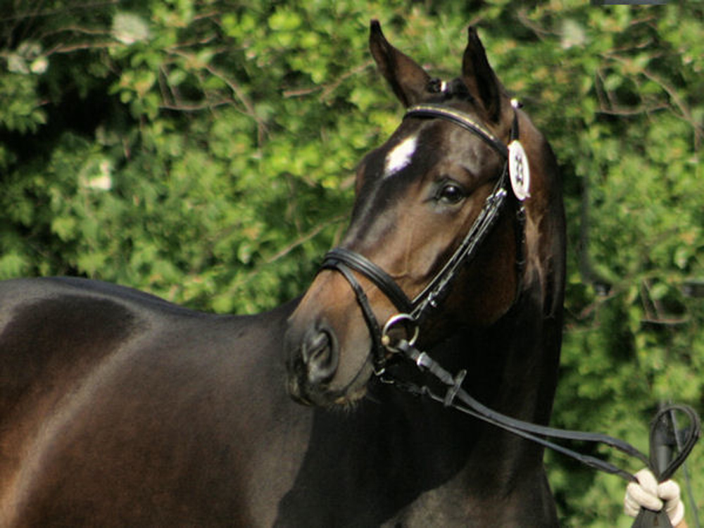 broodmare Emmy Jo PJ