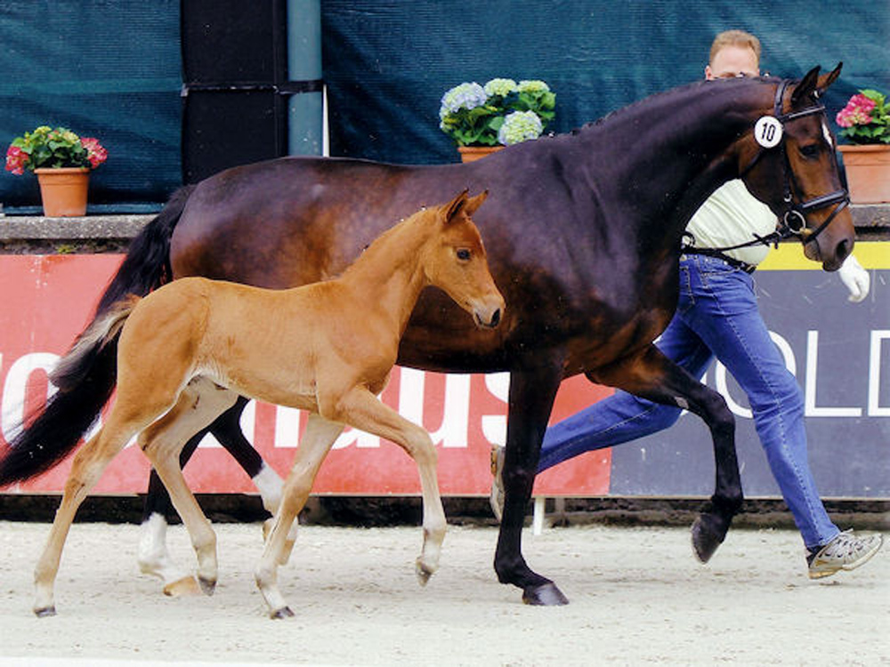 broodmare Emmy Jo PJ with Candy Jo PJ als foal