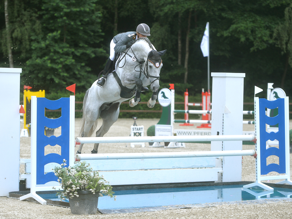 Grey Quidam by Grey Top - approved stallion