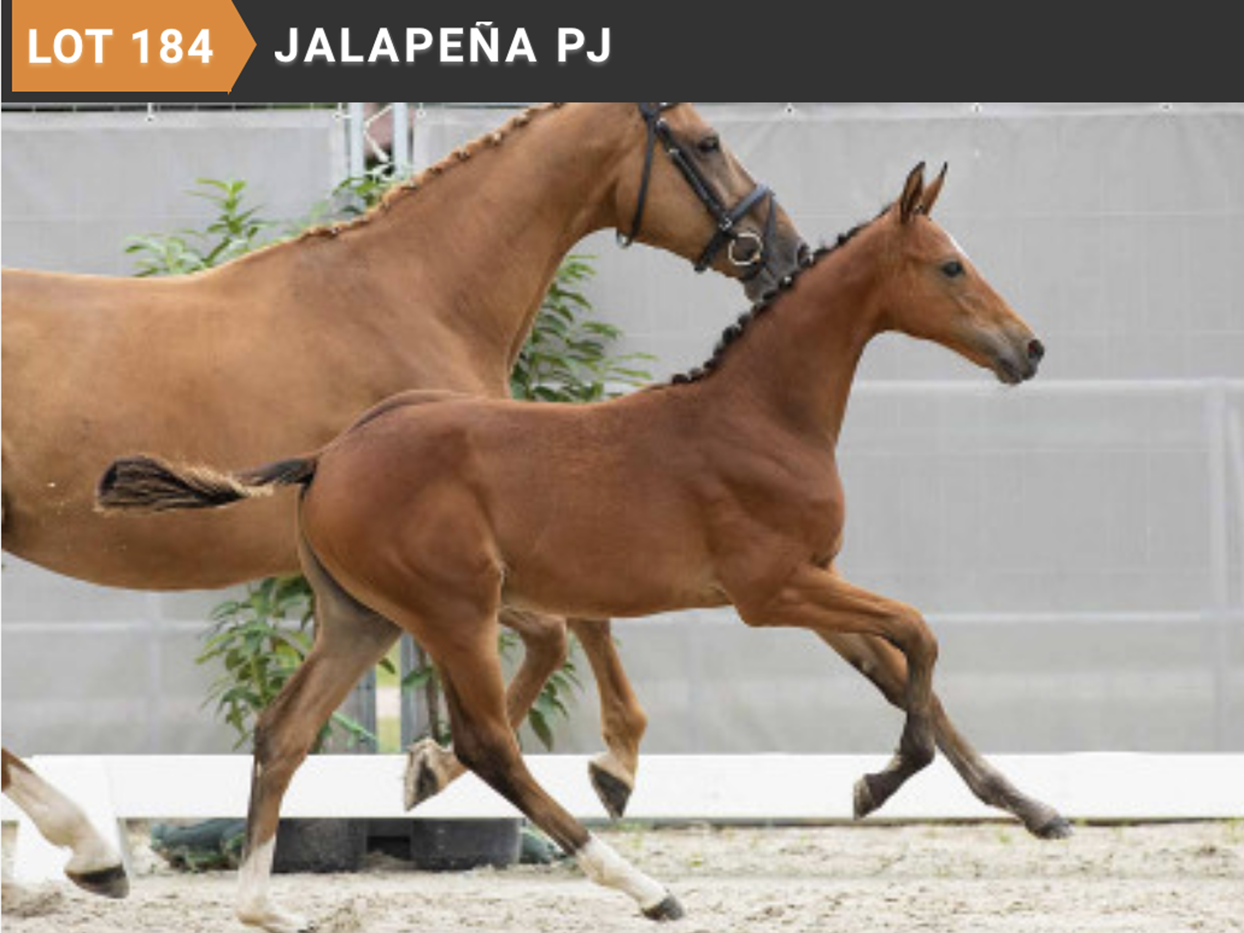 Jalapena PJ *2022 v. Jasper x Quelle Belle