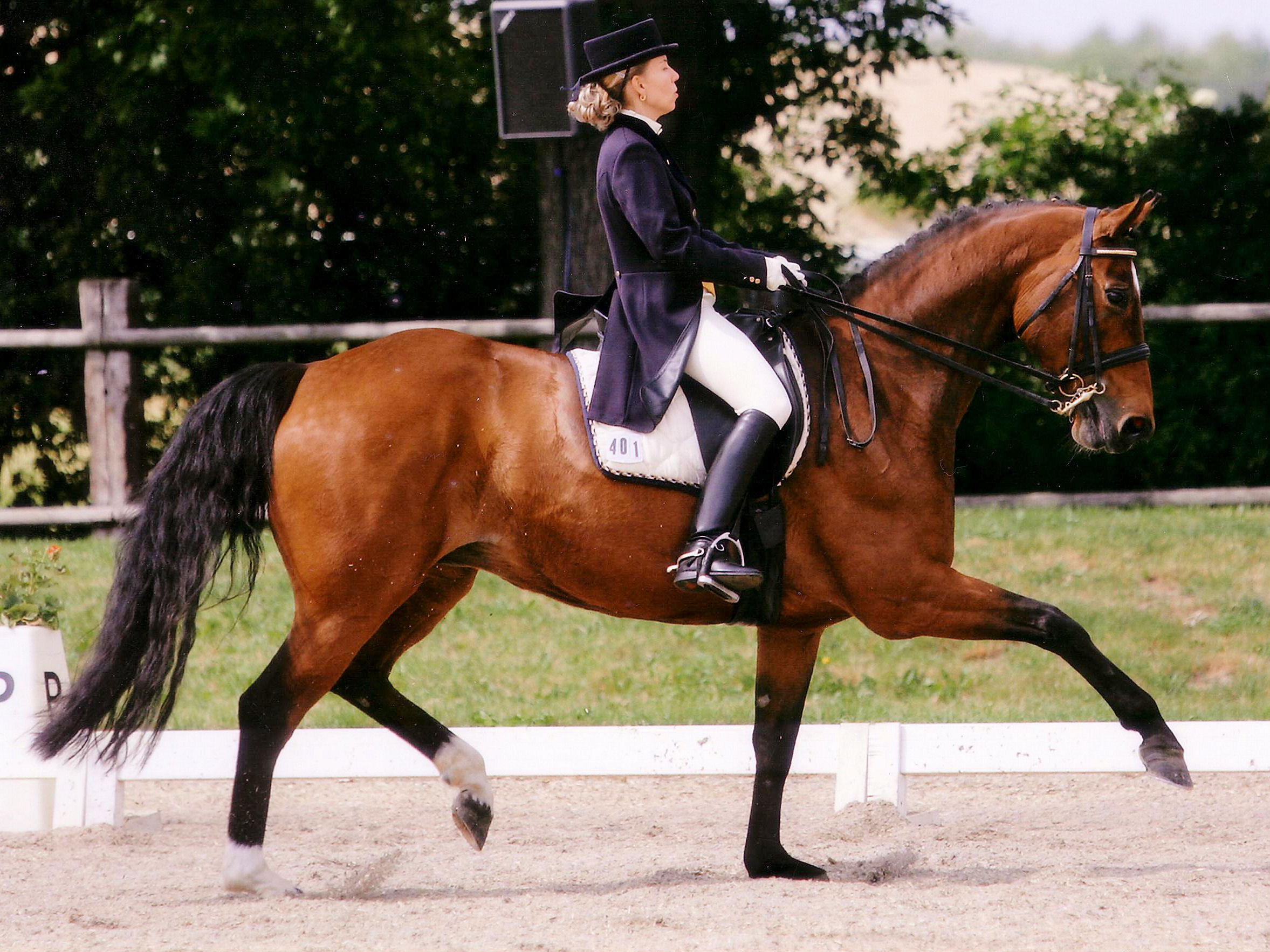 Dam of Daisy Dee: international dressage horse Laurenzia by Loredo