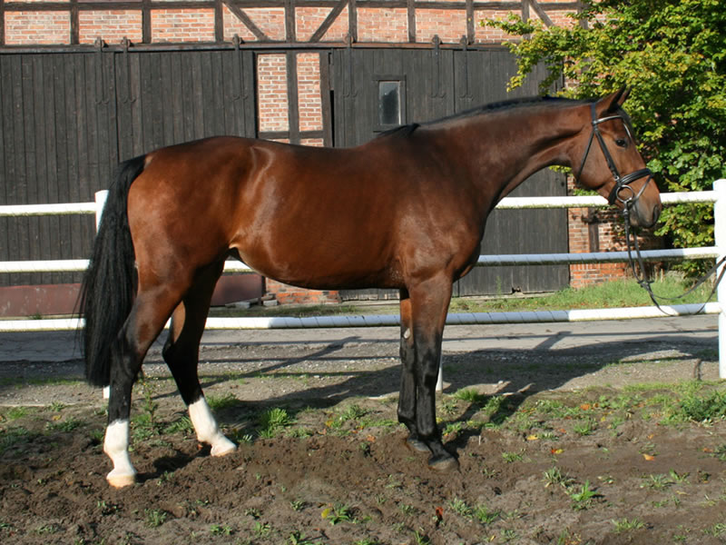 broodmare Limette PJ