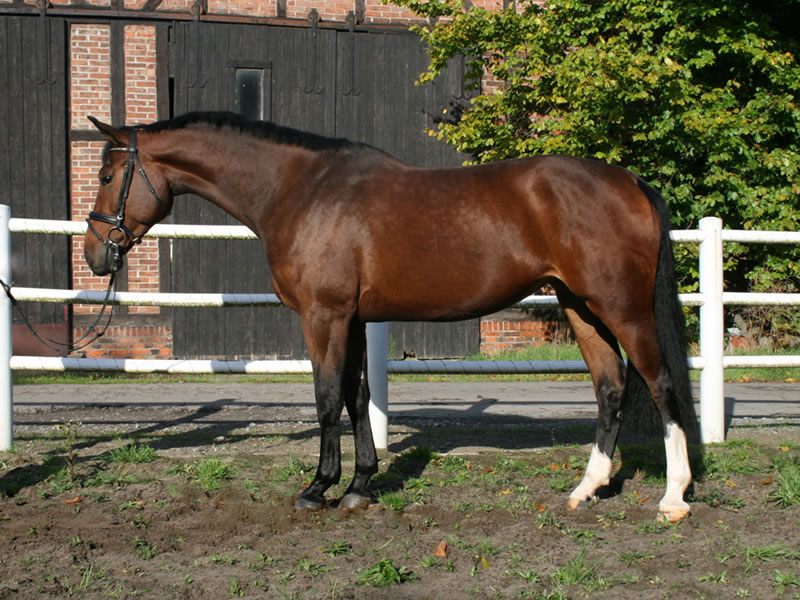 broodmare Limette PJ