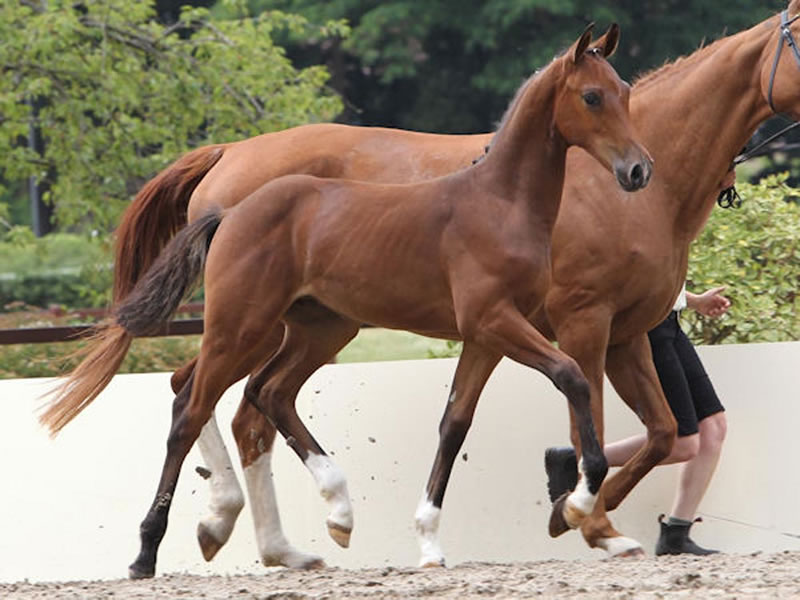 Premium stallion Carridam PJ by Carrico out of Queensberry PJ (daughter of Evian)