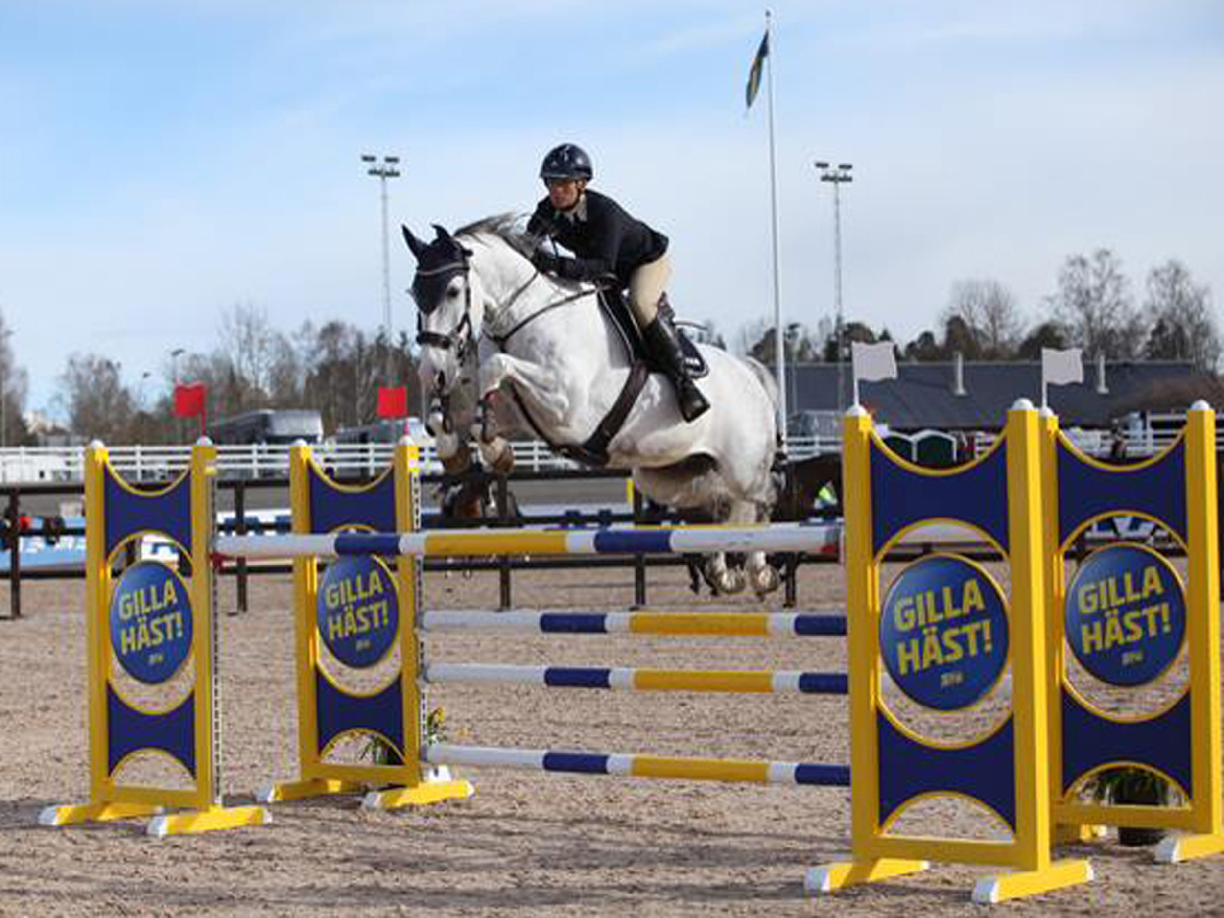 half sister of Crispy Jo PJ: Emmy Jo PJ by Escudo I - successful in 1.50m