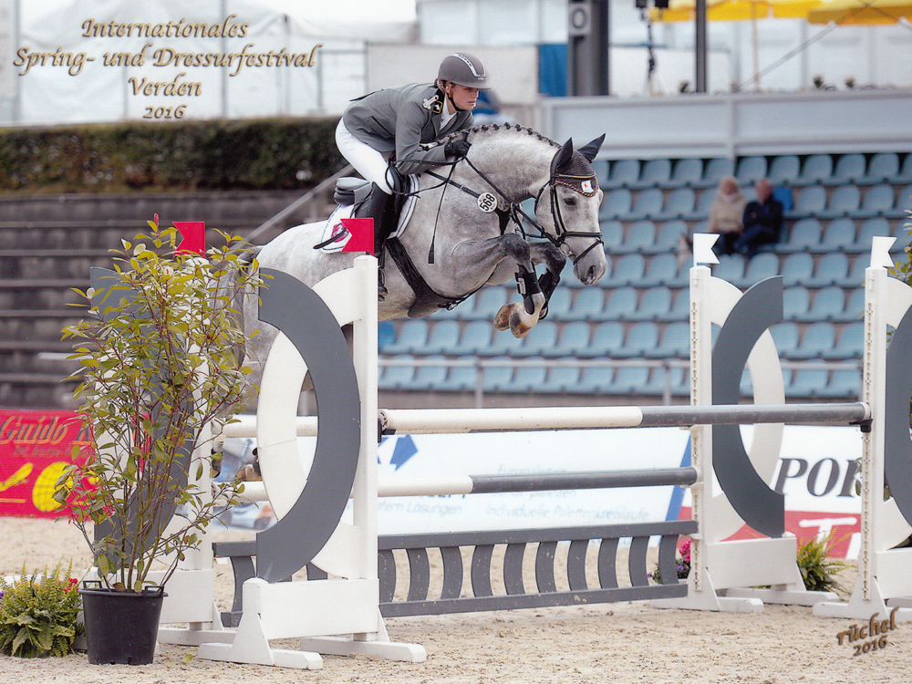 gekörter Hengst Grey Quidam v. Grey Top x Queensberry PJ