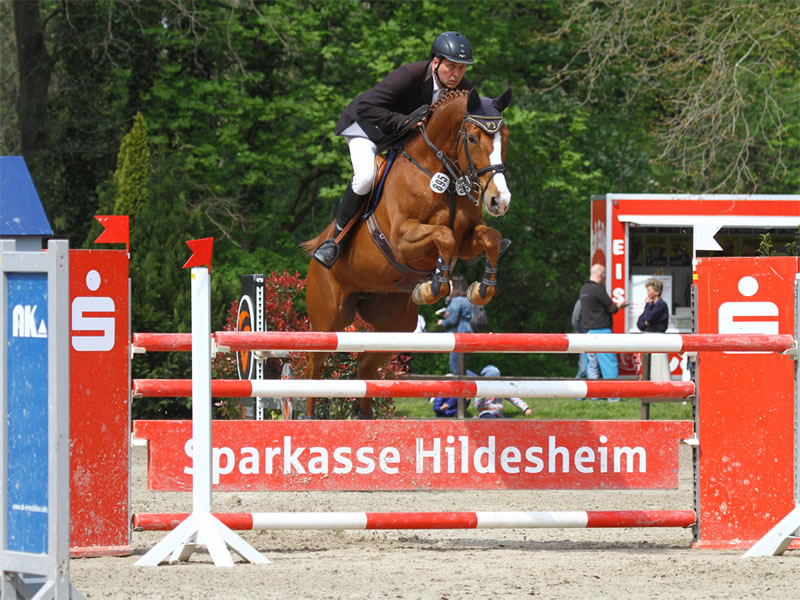 Queensberry PJ - international successful showjumper