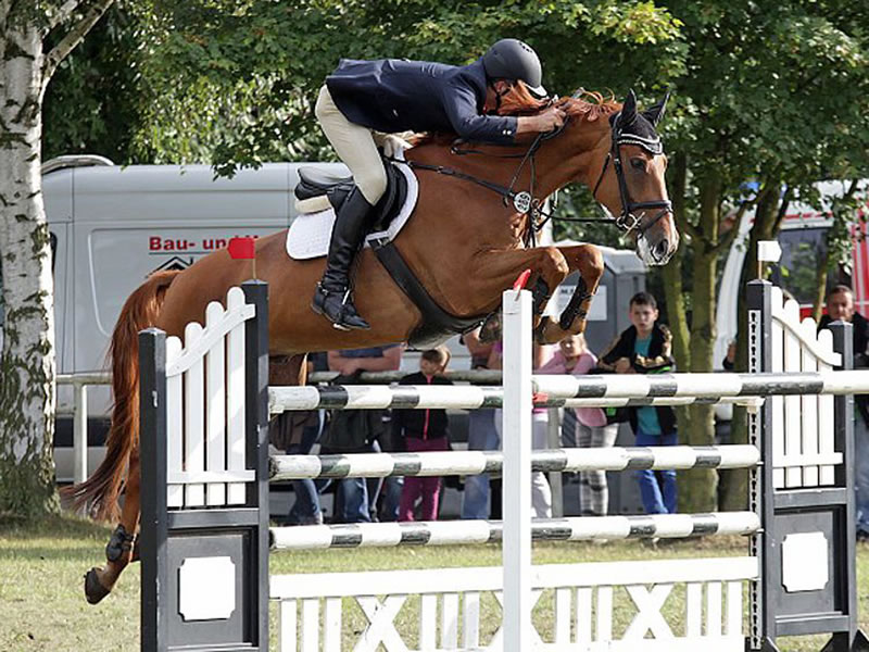 Halbbruder zu Queensberry PJ: Simply the Best v. Stolzenberg -  internationales Springpferd