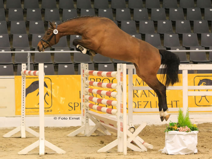 Sweet Brownie PJ by Spartacus x Sweet Salü - successful jumping prospect