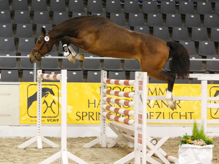 hunter / jumper Callita PJ free jumping championships Verden 2015