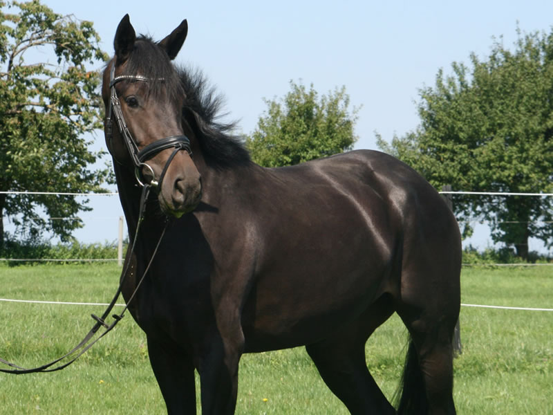 broodmare horse Ebony PJ by Embassy II - Clinton I