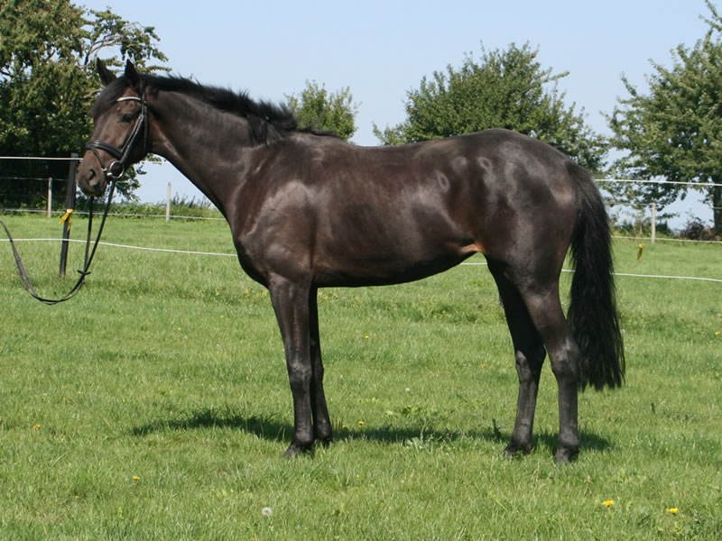 broodmare Ebony PJ by Embassy II - Clinton I