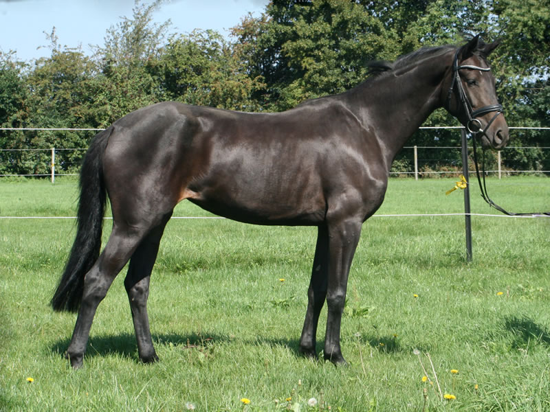 broodmare Ebony PJ by Embassy II - Clinton I