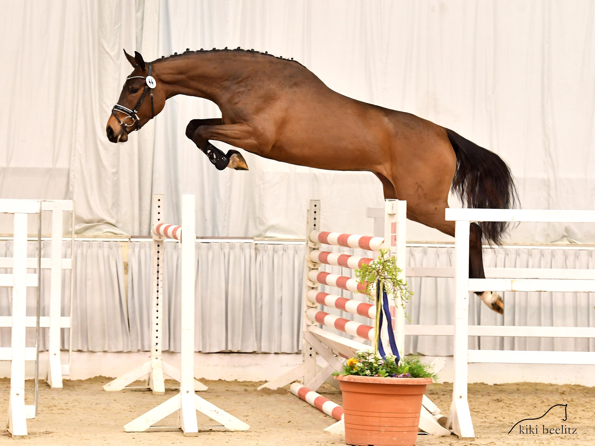 jumping horse Cornetta Crisp PJ by Cornet Obolensky x Crispy Jo PJ