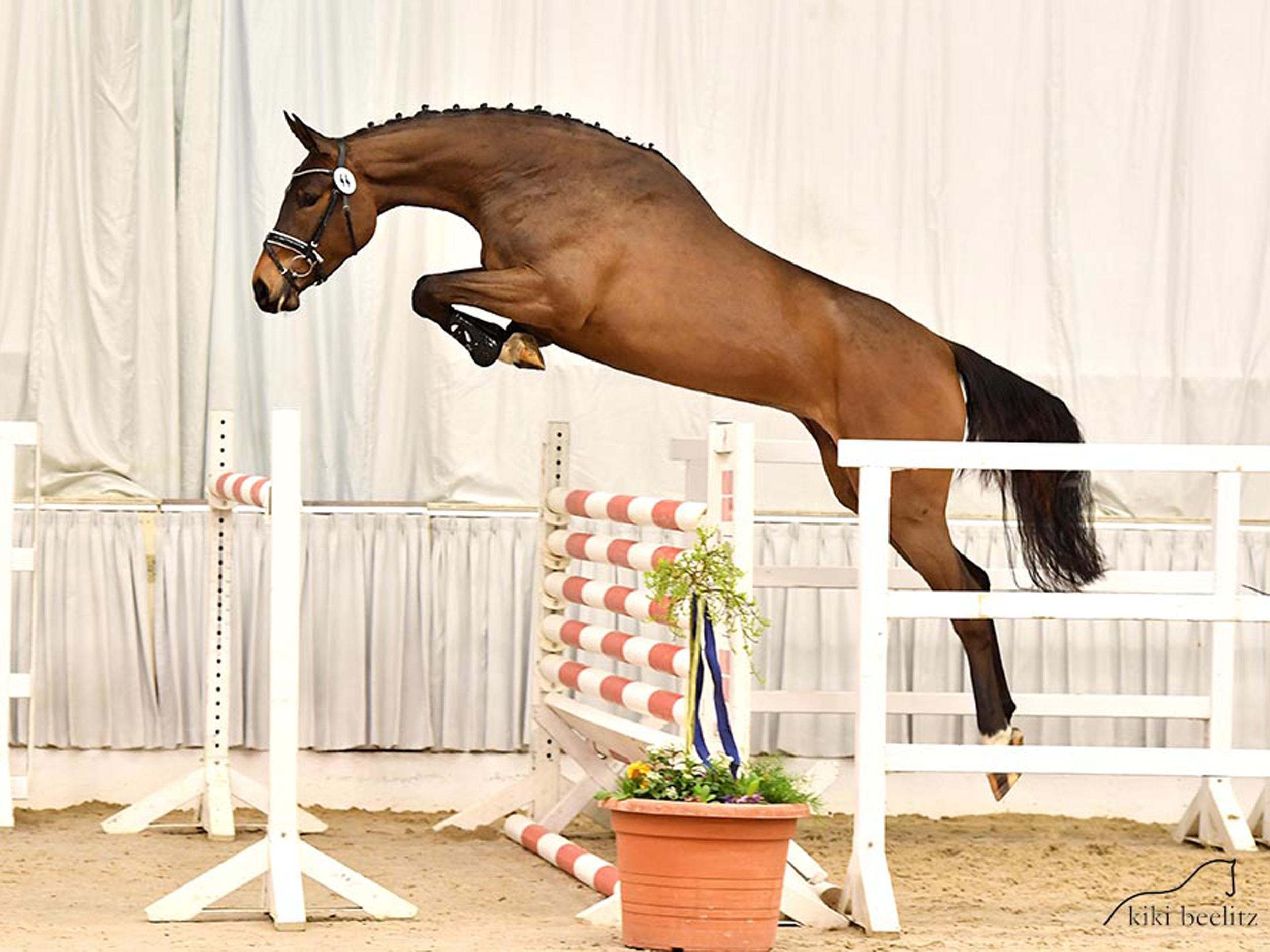 jumping horse Cornetta Crisp PJ - Hann. Free Jumping Championships 2021