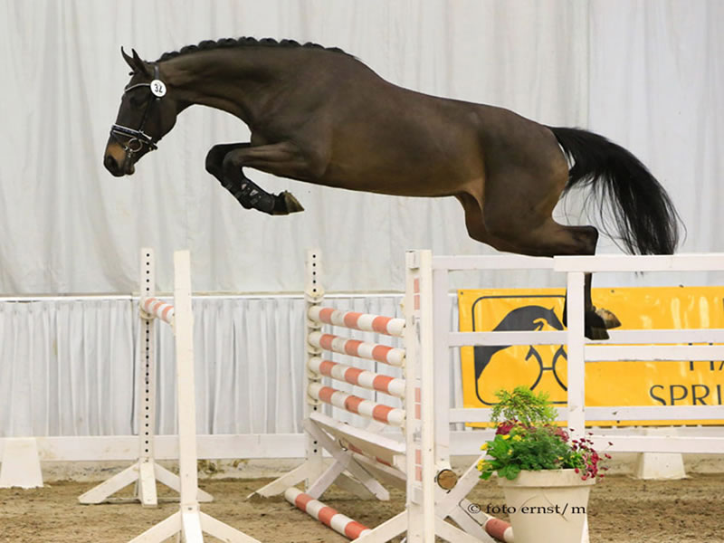 Ladylike PJ v. Numero Uno x Sammy's Sister - Reservesieger Hann. Freispringwettbewerb 2018