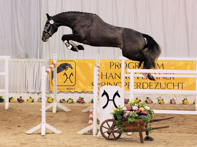 Cashmere PJ by Calido x Sweet Salü - successful jumping prospect