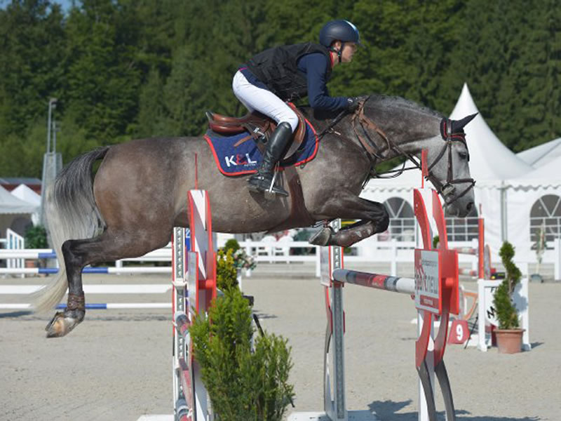 Vollbruder zu Quintana: Springpferd Puma - international erfolgreich in 1.45m