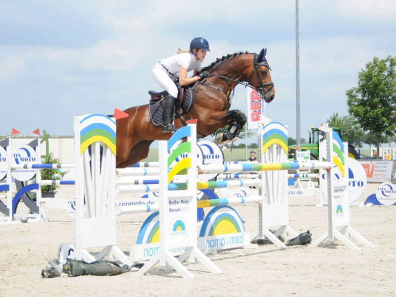 Aperol PJ: approved stallion by Asti Spumante x Conny