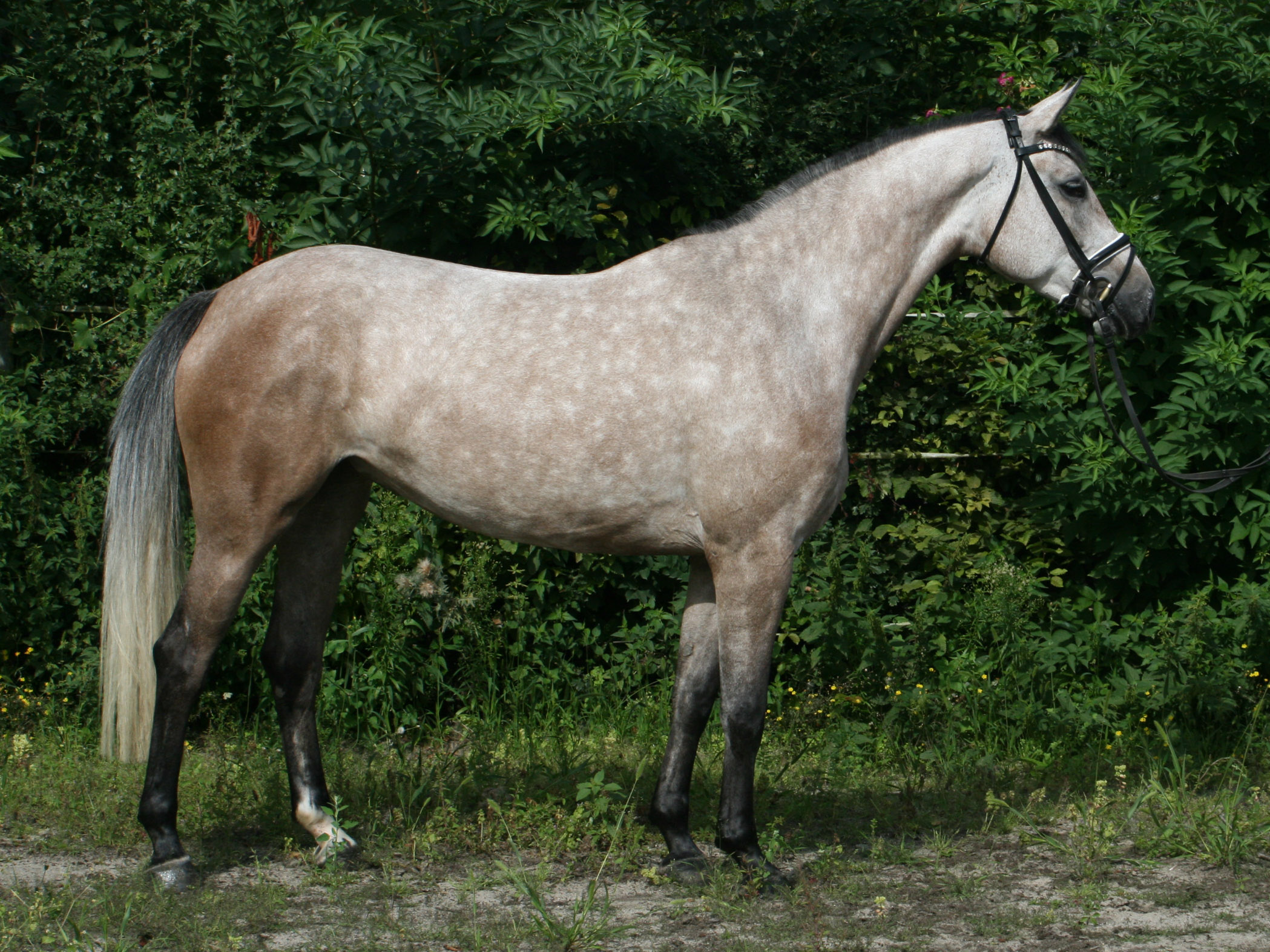 jumping horse Cantaloop PJ