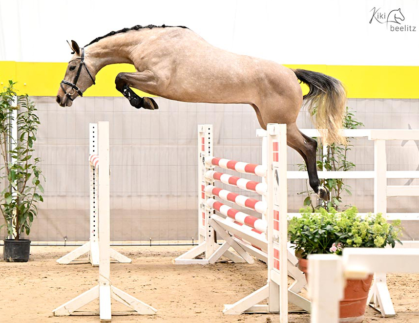 Hanoverian Free Jumping Championchips Cantaloop PJ Verden 2023