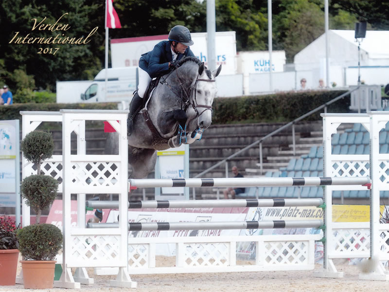 Gunfire PJ: approved stallion by Grey Top x Conny