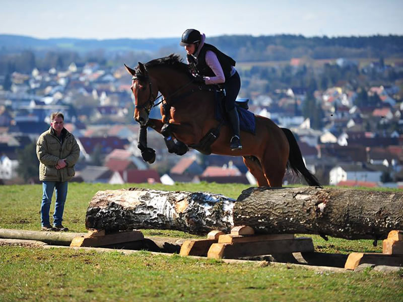 Lacey PJ by Lordanos x Sammy's Sister - successful eventer