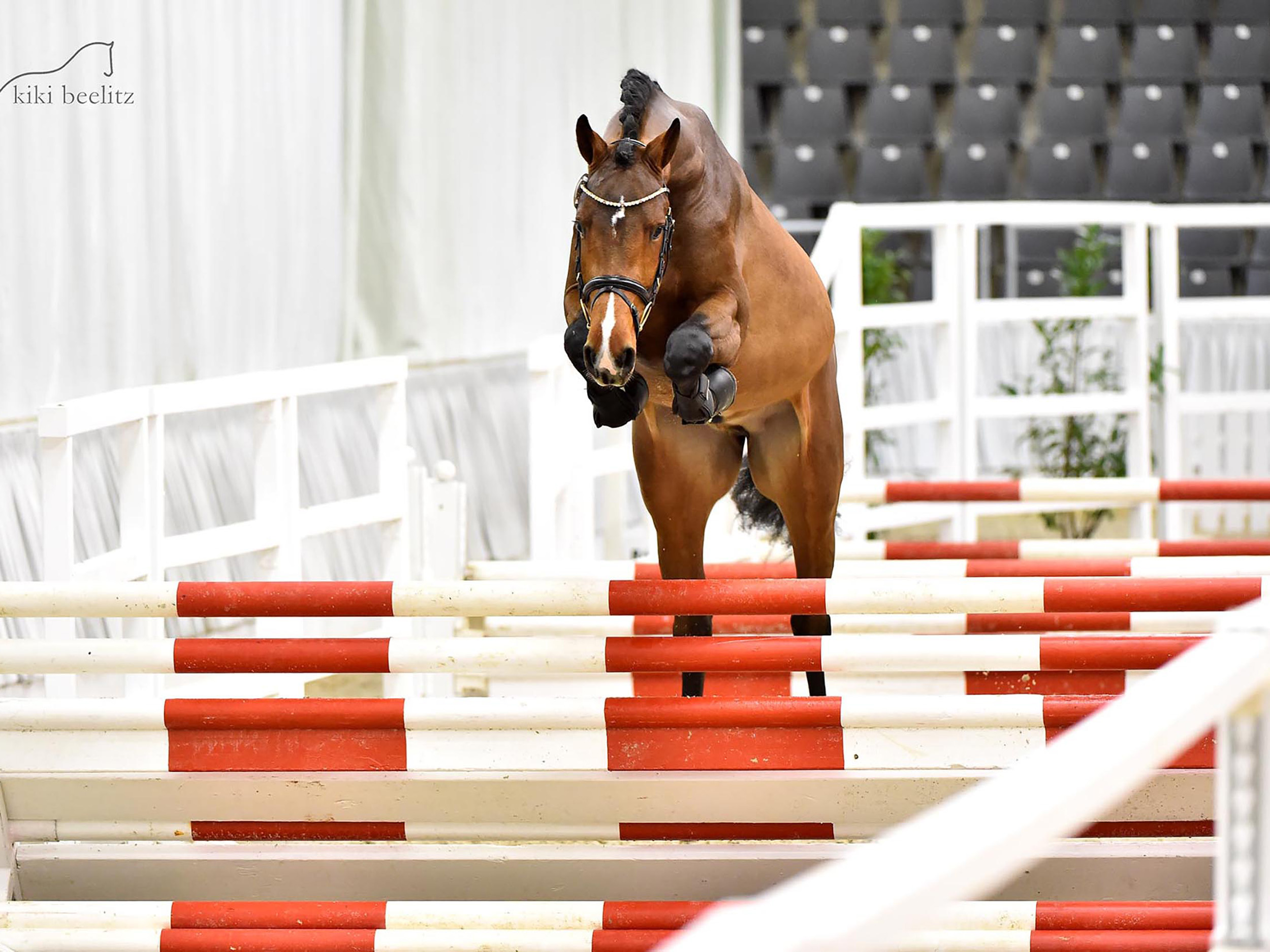 Half brother of Ebony PJ: approved stallion Zorro PJ by Zinedine