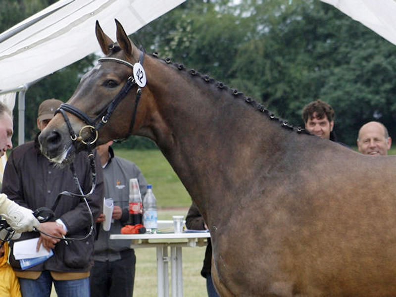 broodmare Sammy's Sister PJ