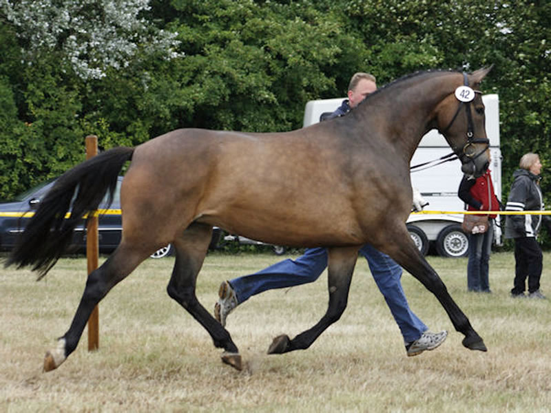 broodmare Sammy's Sister PJ