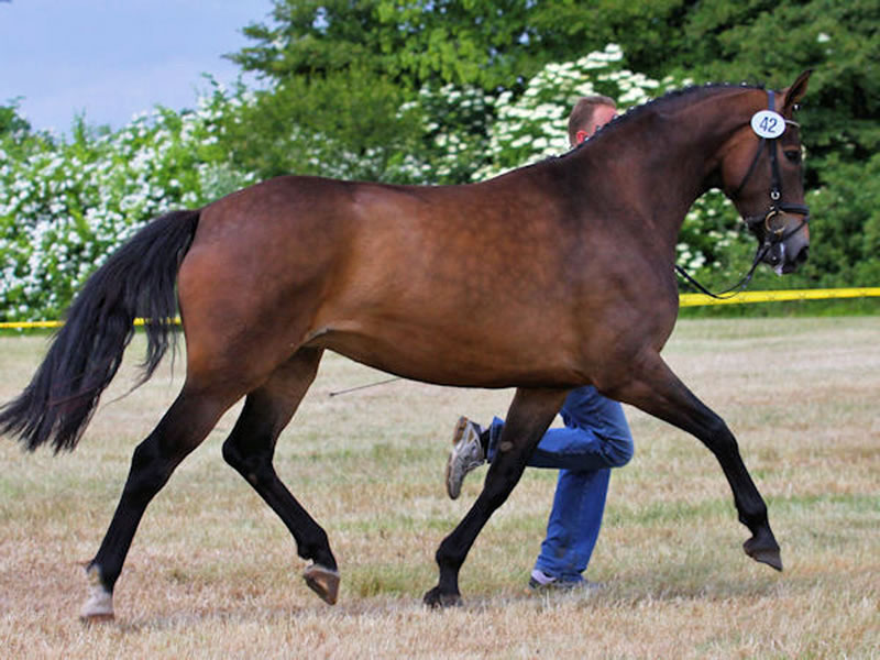 broodmare Sammy's Sister PJ