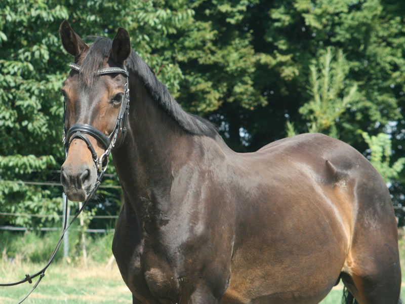 broodmare Atina