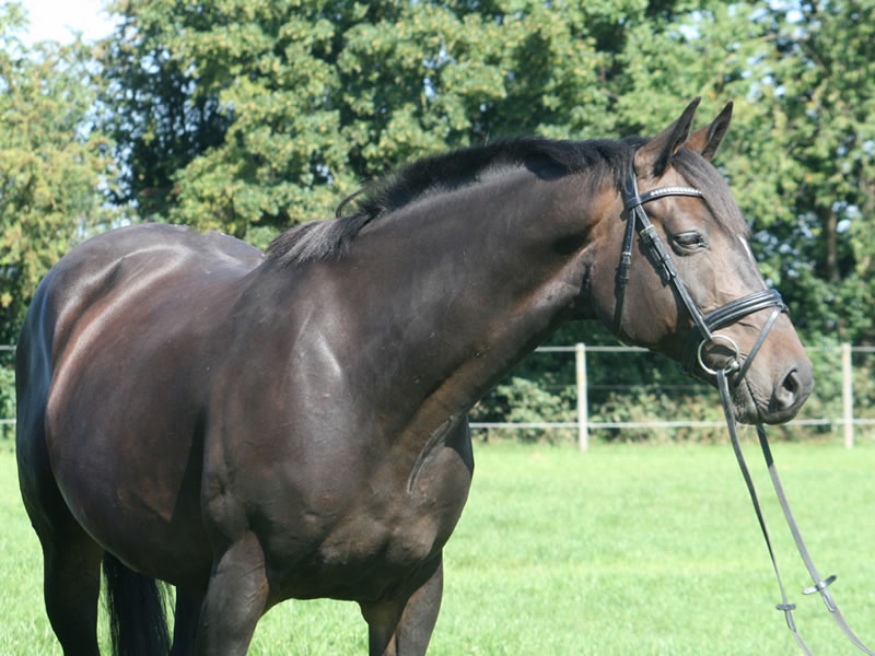 broodmare Conny