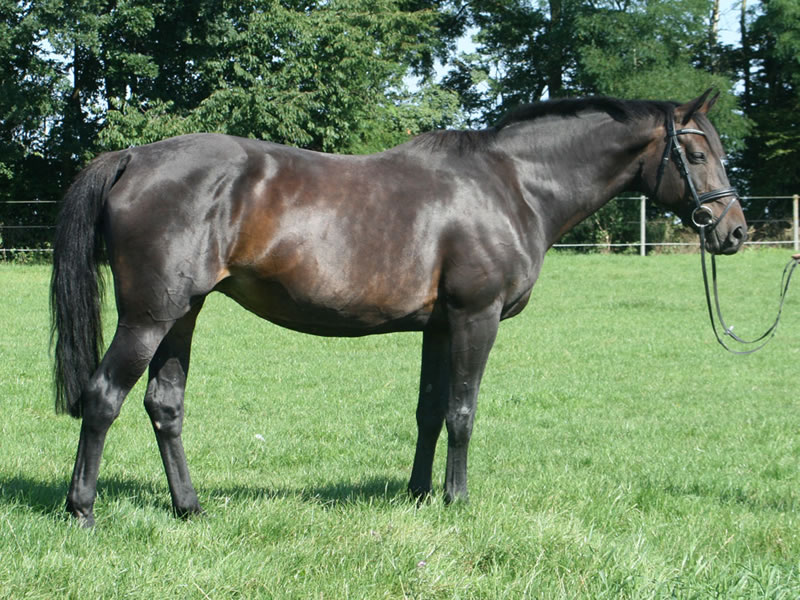 broodmare Conny