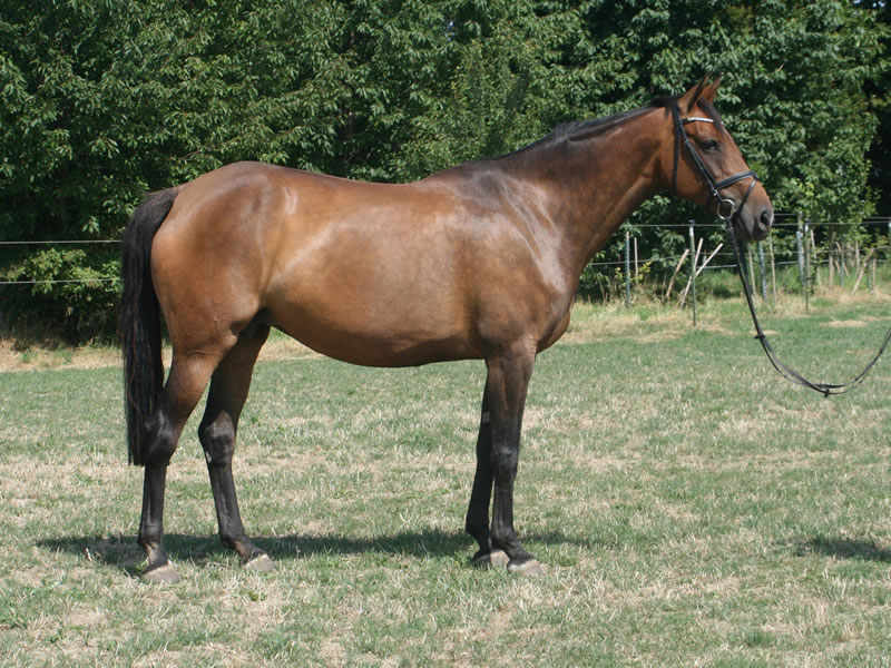 broodmare Crispy Jo PJ